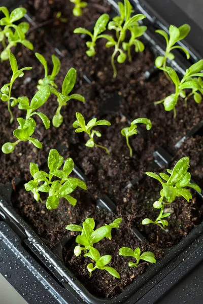 Seedling planten die groeien in kiemkracht plastic lade — Stockfoto