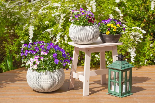Beautiful pansy summer flowers in flowerpots in garden — Stock Photo, Image
