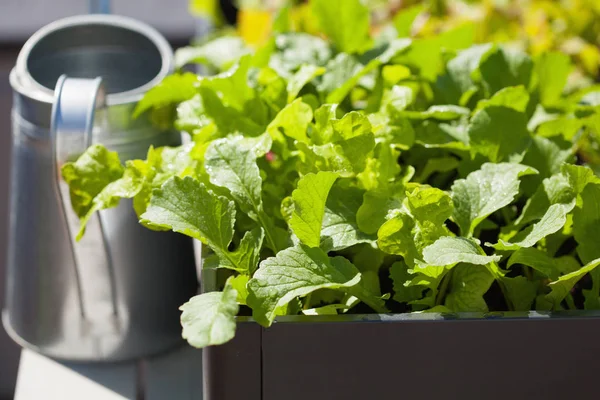growing radish and salad in container on balcony. vegetable gard