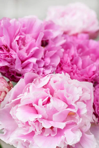 Mooie roze pioenroos bloem achtergrond — Stockfoto