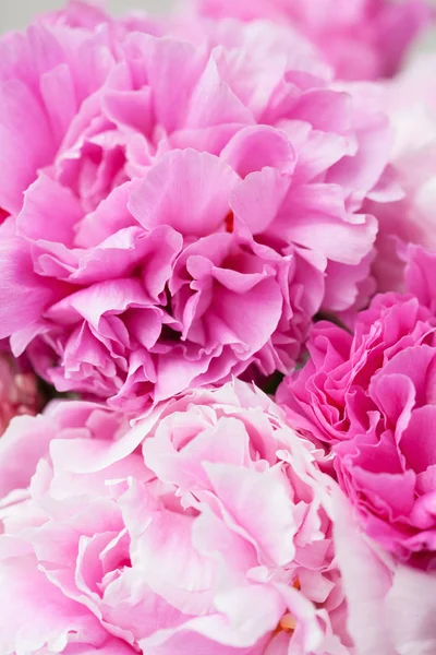 Beautiful pink peony flower background — Stock Photo, Image
