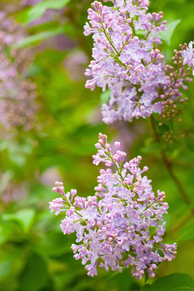 Красиві бузкові квіти в саду — стокове фото