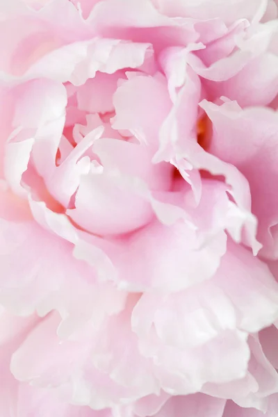 Beautiful pink peony flower background — Stock Photo, Image