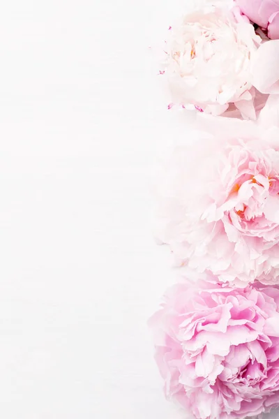 Beautiful pink peony flower background — Stock Photo, Image