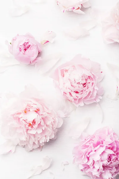 Beautiful pink peony flower background — Stock Photo, Image