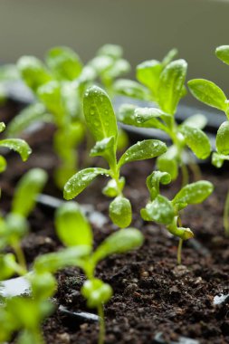 fide bitkiler içinde çimlenme plastik tepsi