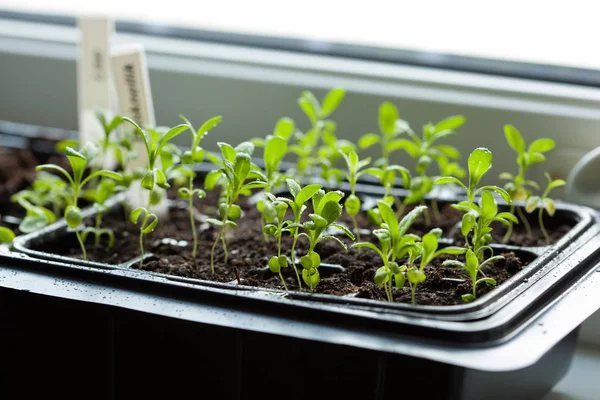 Sämlingspflanzen wachsen in keimender Plastiktüte — Stockfoto