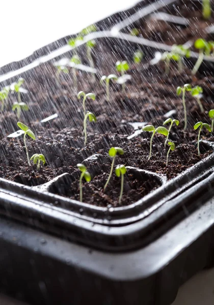 fide bitkiler içinde çimlenme plastik tepsi