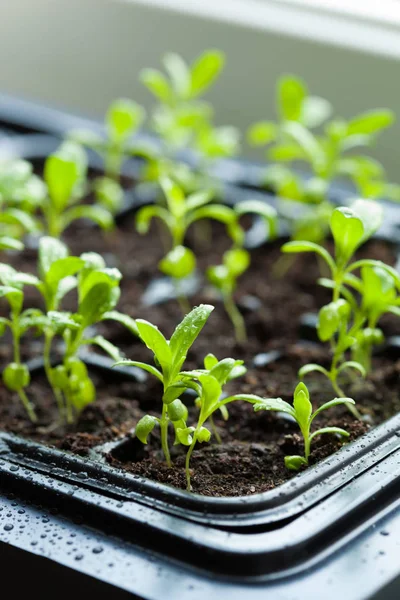 Seedling planten die groeien in kiemkracht plastic lade — Stockfoto