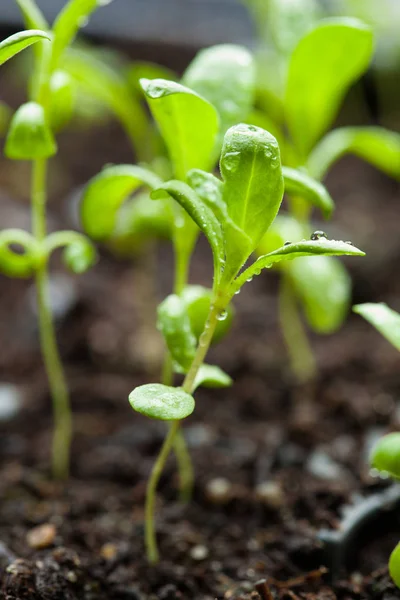 Seedling planten die groeien in kiemkracht plastic lade — Stockfoto