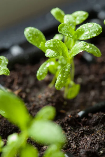 Plantas de semillero que crecen en bandeja de plástico de germinación —  Fotos de Stock