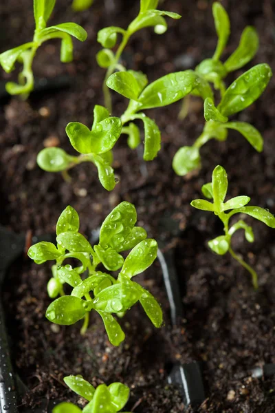 Plantas de semillero que crecen en bandeja de plástico de germinación —  Fotos de Stock