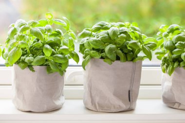 pencerede kağıt tencerede taze fesleğen bitki