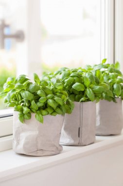 pencerede kağıt tencerede taze fesleğen bitki