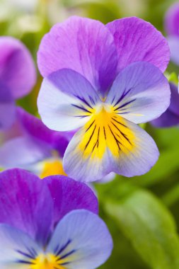 güzel homo Yaz Çiçek bahçesinde