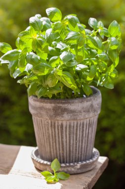 Bahçedeki saksıda taze fesleğen