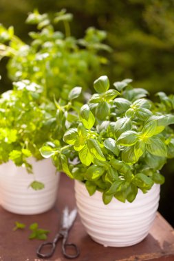 Bahçede taze fesleğen maydanozu ve naneli otlar