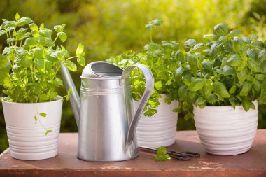 Bahçede taze fesleğen maydanozu ve naneli otlar