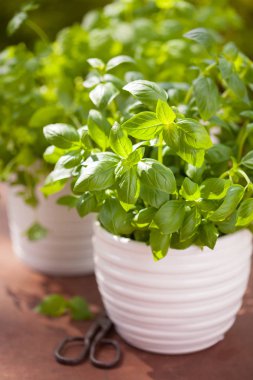 Bahçede taze fesleğen maydanozu ve naneli otlar