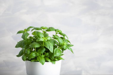 taze fesleğen bitki saksı içinde