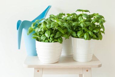 tencerede taze fesleğen ve maydanoz ot