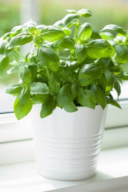 taze fesleğen bitki saksı penceresinde içinde