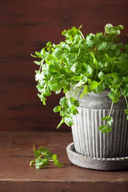 taze kişniş bitki tencerede