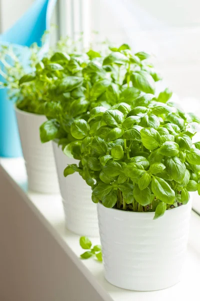 Fresh basil and thyme herbs in flowerpot on window, watering can — Stock Photo, Image