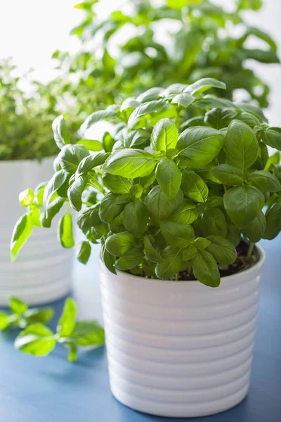 saksı içinde taze fesleğen ve kekik otlar