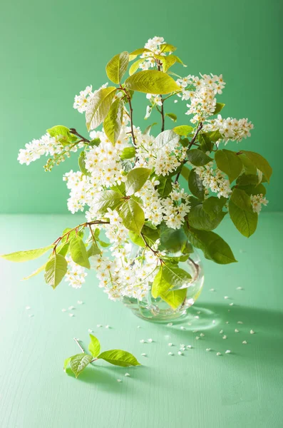 Пташино-вишневий цвіт у вазі на зеленому фоні — стокове фото