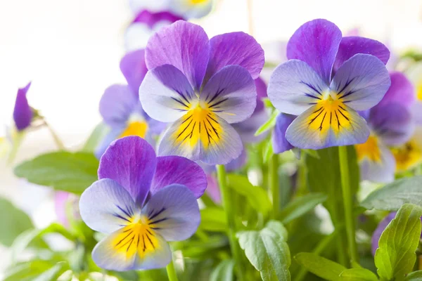 Beautiful pansy summer flowers in garden — Stock Photo, Image