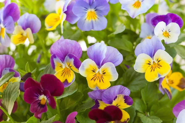 Schöne Stiefmütterchen Sommerblumen im Garten — Stockfoto