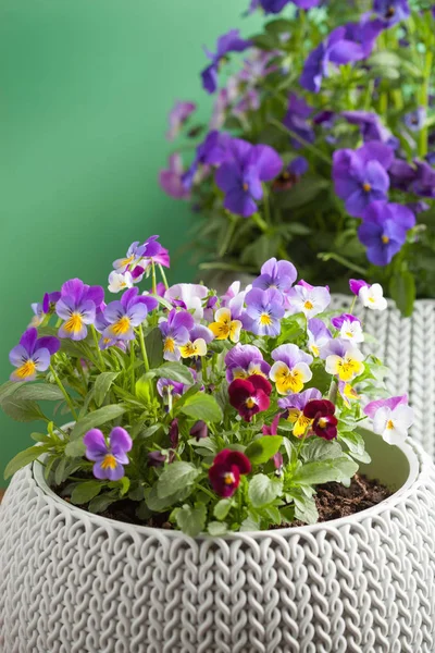 Hermosas flores de verano en macetas en el jardín —  Fotos de Stock