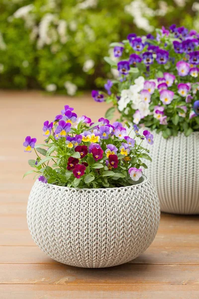 Hermosas flores de verano en macetas en el jardín —  Fotos de Stock