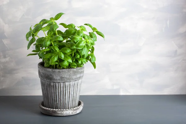 Hierba de albahaca fresca en maceta — Foto de Stock