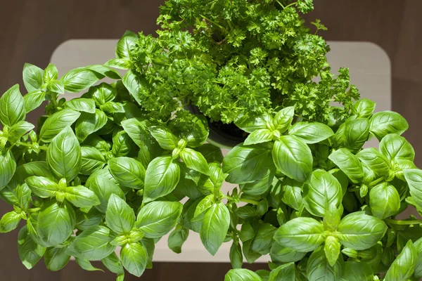 Fresh basil and parsley herb in pot — Stock Photo, Image