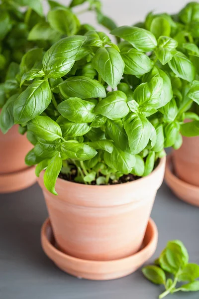 Fresh basil herb in flowerpot — Stock Photo, Image