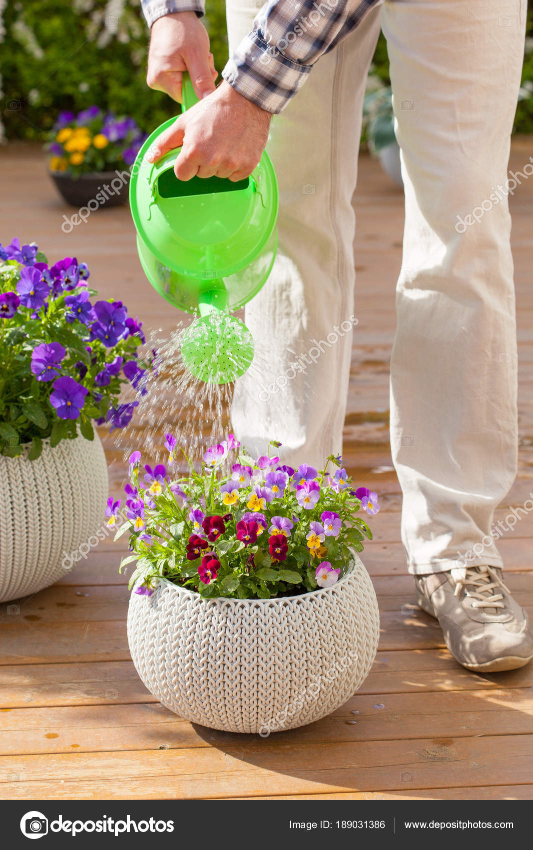 Man gardener watering viola flowers in garden Stock Photo by ©duskbabe 189031386