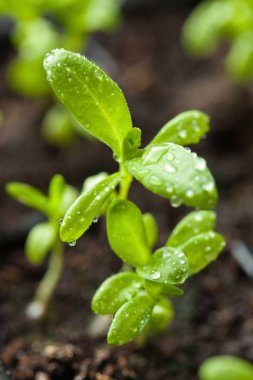 fide bitkiler içinde çimlenme plastik tepsi