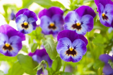 güzel homo Yaz Çiçek bahçesinde