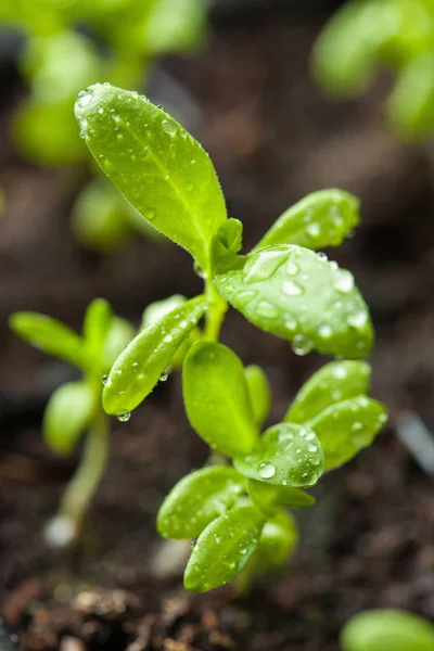 Seedling planten die groeien in kiemkracht plastic lade — Stockfoto