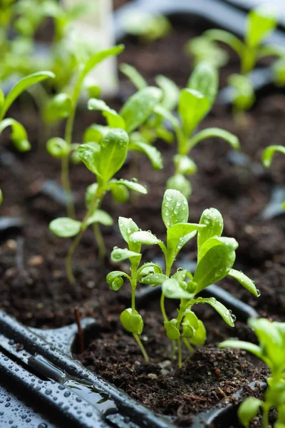 幼苗植物生长在萌发塑料托盘 — 图库照片