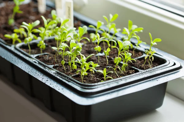 Seedling plants growing in germination plastic tray — Stock Photo, Image