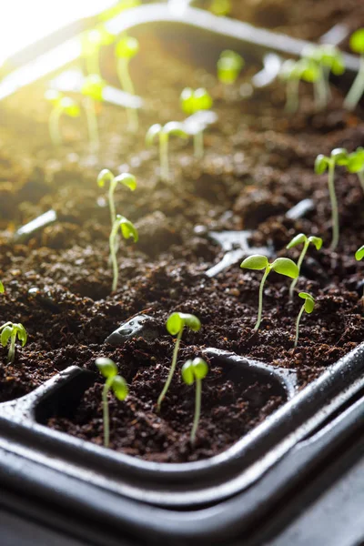 幼苗植物生长在萌发塑料托盘 — 图库照片