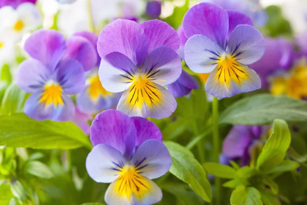 Krásné maceška letní květiny v zahradě — Stock fotografie