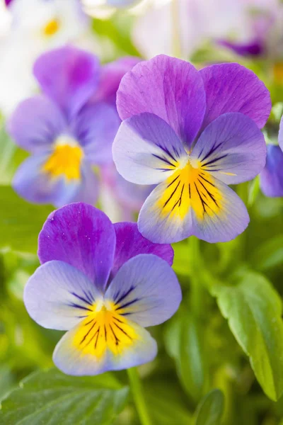 Schöne Stiefmütterchen Sommerblumen im Garten — Stockfoto