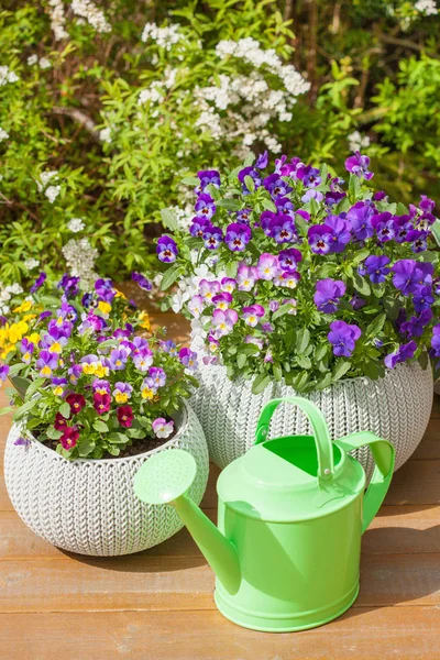 Hermosas flores de verano en macetas en el jardín —  Fotos de Stock