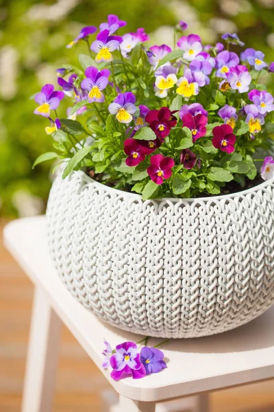 Hermosas flores de verano en macetas en el jardín —  Fotos de Stock