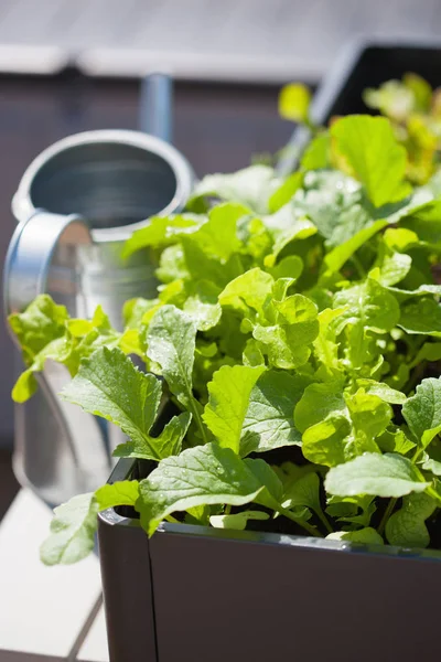 Ravanello crescente e insalata in contenitore sul balcone. germogli di ortaggi — Foto Stock