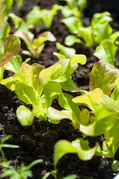 Ravanello crescente e insalata in contenitore sul balcone. germogli di ortaggi — Foto Stock